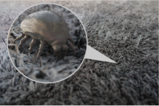 "Allergenic" cause by dust mites, can it be cured?